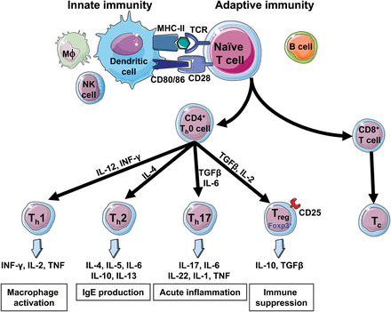 t cell therapies immune system