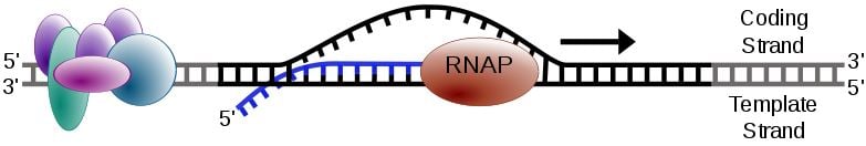 transcription addiction rna polymerase inhibitor