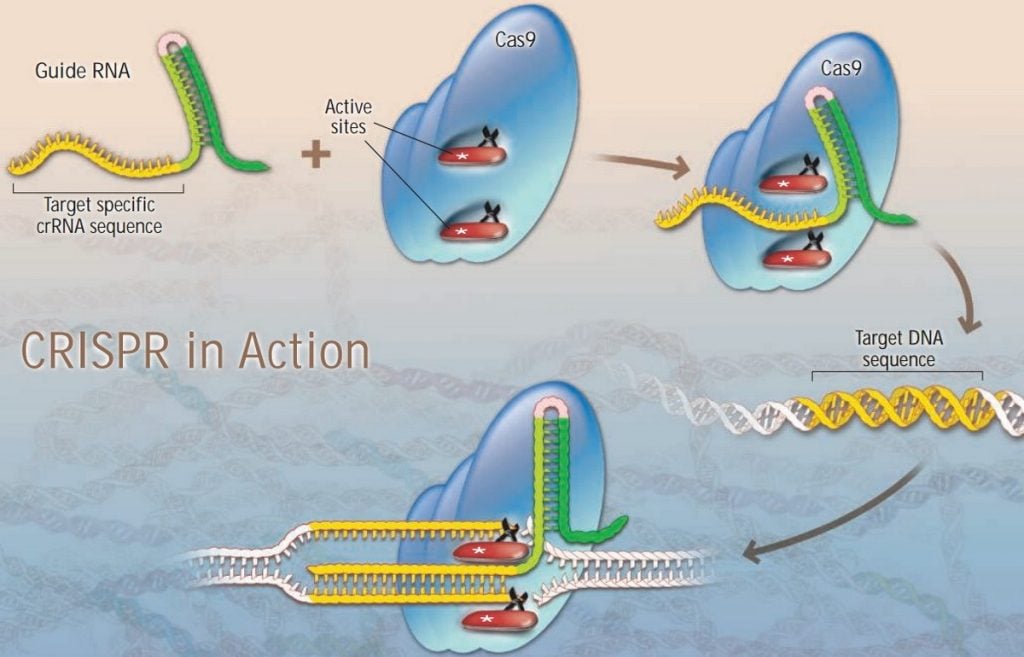 Figure 1. How CRISPR works its magic