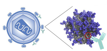 Figure 1. HIV cure strategy