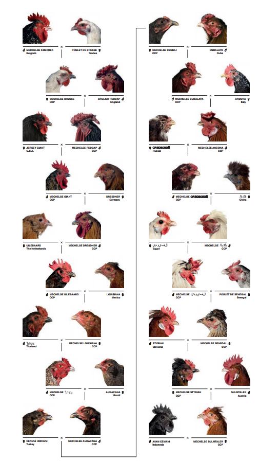 Cosmopolitan Chicken Project Breeds