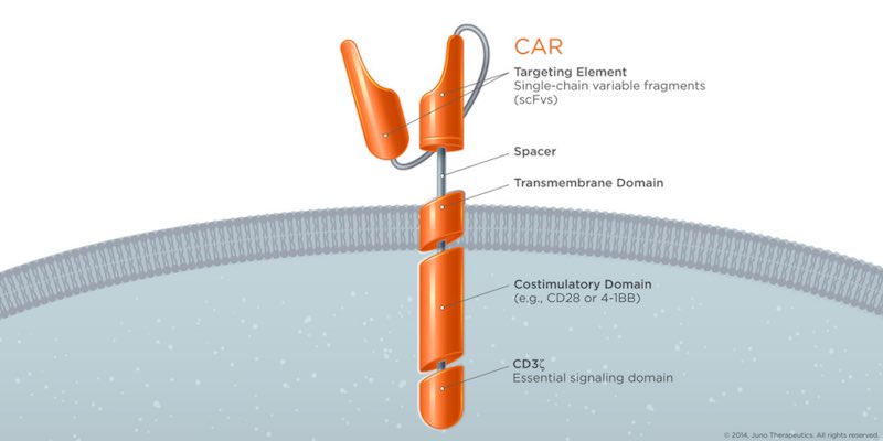 Figure 1. CAR-T antigen in immuno-onology therapies