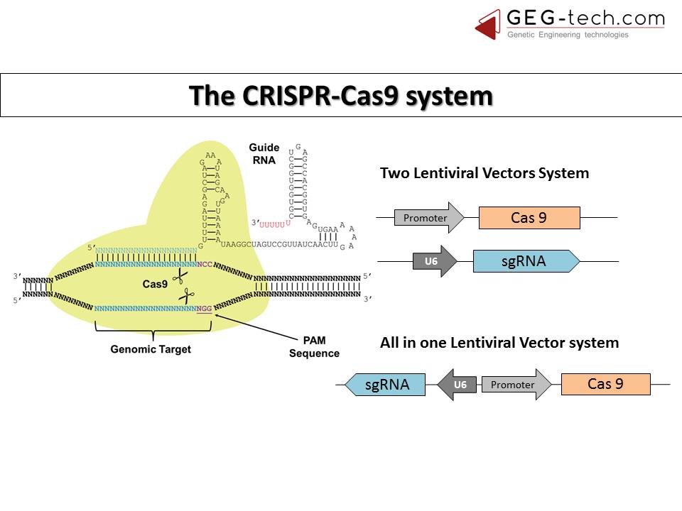 Figure 2. How GEG Tech's lentiviral vectors turn CRISPR into a viable therapy.