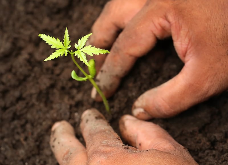 soil-planting-swapan-photography-small