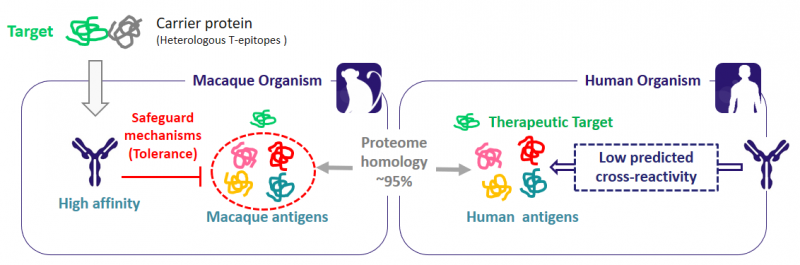 BIOTEM cross-reactivity