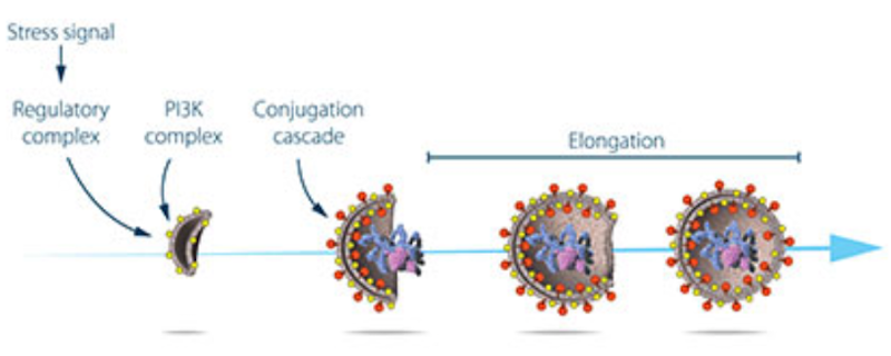 Figure 2. The mechanism of stress-induced autophagy.