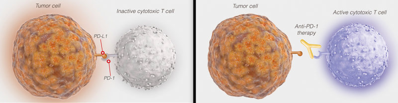 Roche PD-L1 Therapy