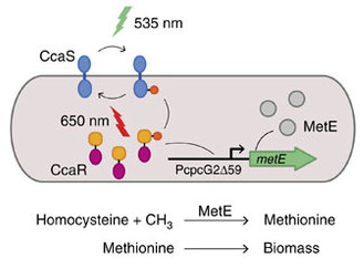 Control mechanism in cyborg bacteria