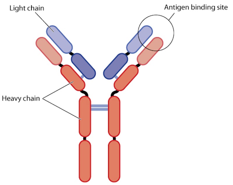 Figure 1. A diagram of a whole antibody - Humabodies whittle these down to just the binding site.