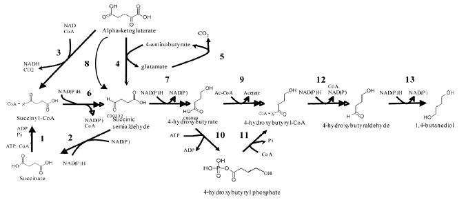 biobased butanediol metabolic pathway genomatica