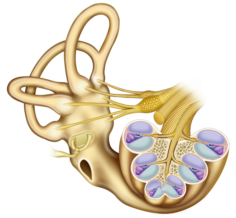 Figure 1. Tinnitus can result from damage to the cochlea, a part of the inner ear.