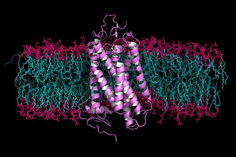 Rhodopsin is a light-sensitive GPCR found in the rods of the retina.