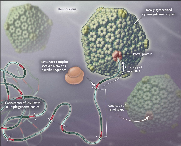 AiCuris mechanism