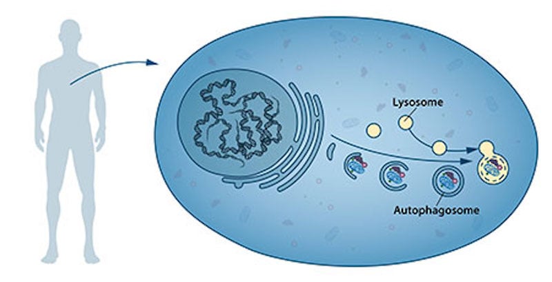 Figure 1. The process of autophagy.