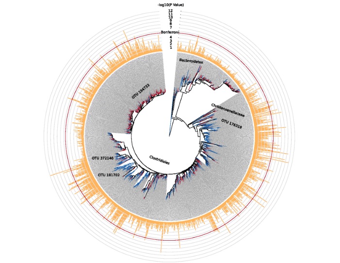 microbiome diversity obesity visceral fat