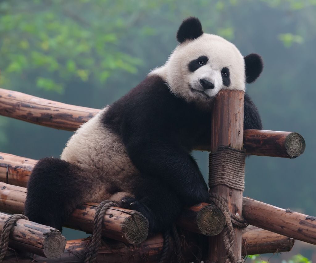 Figure 1. In other news, the world's oldest panda died today.