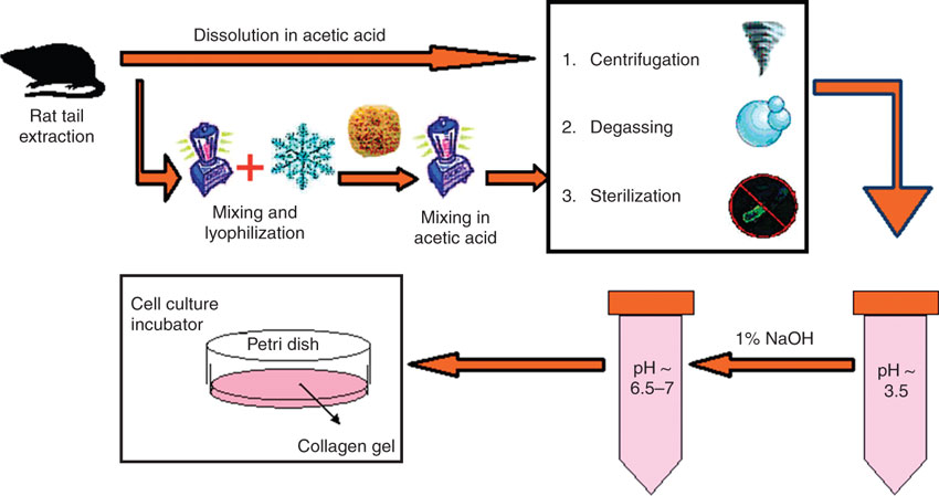 rat-tail-collagen-cell-culture