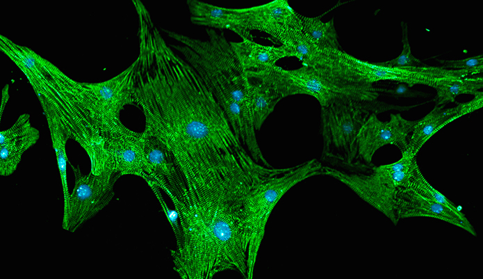 Axiogenesis cell line