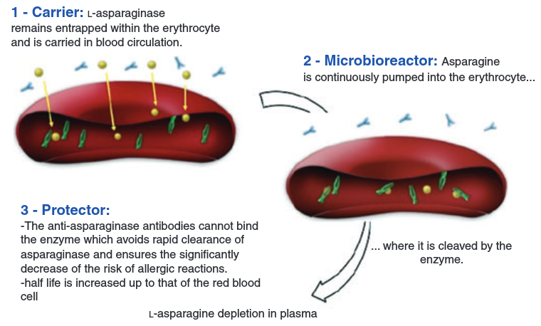 Erytech Graspa