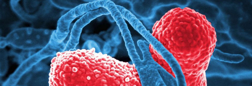 antibiotic resistance biosensor freiburg