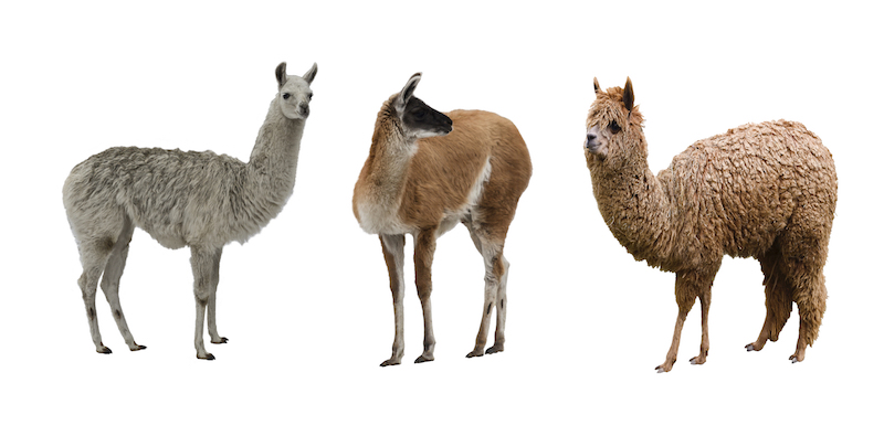 camelids-antibodies-volkova-natalia-small