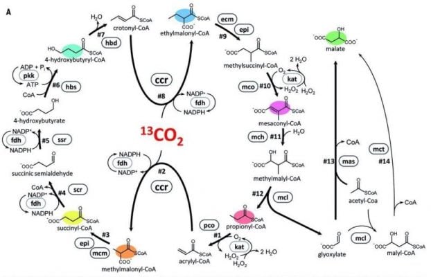 cetch-co2-synthetic-photosynthesis-calvin-cycle