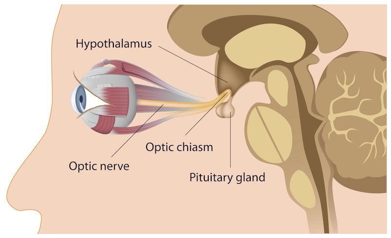 How the eye is connected to the brain