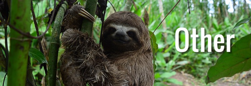 mundosemfim-sloth-other