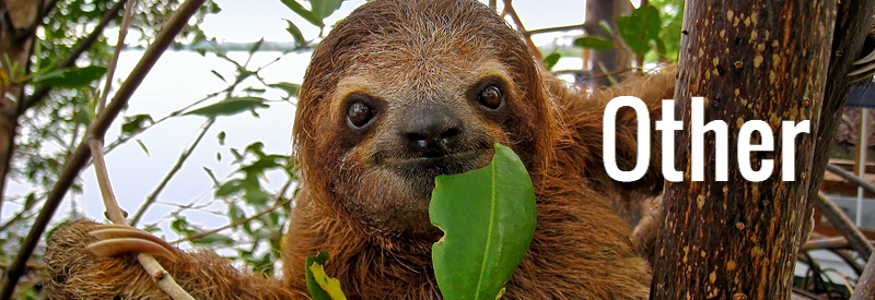 other-sloth-seaphotoart