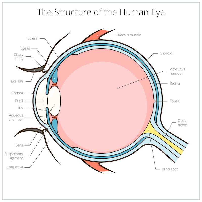 eyevensys blindness gene therapy