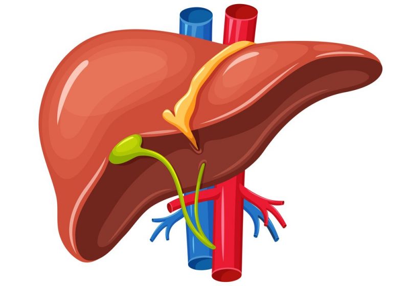 liver disease genkyotex fibrosis