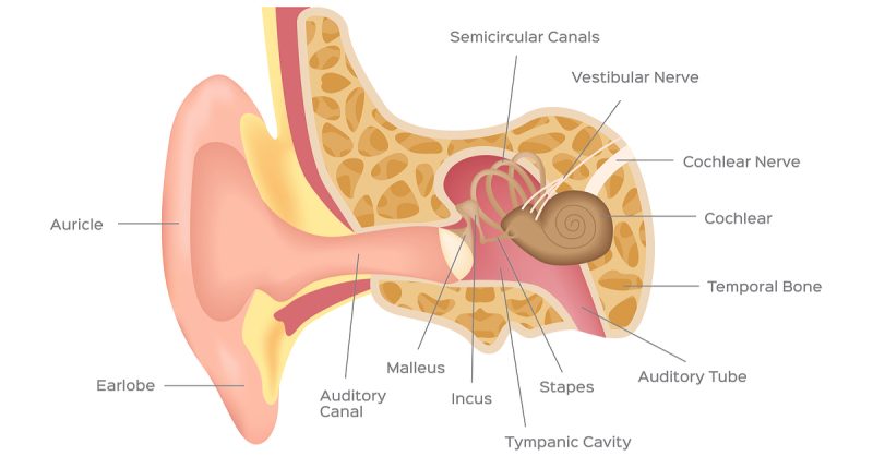 sensorion inner ear