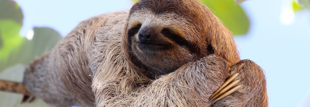 sloth Janossy Gergely fi