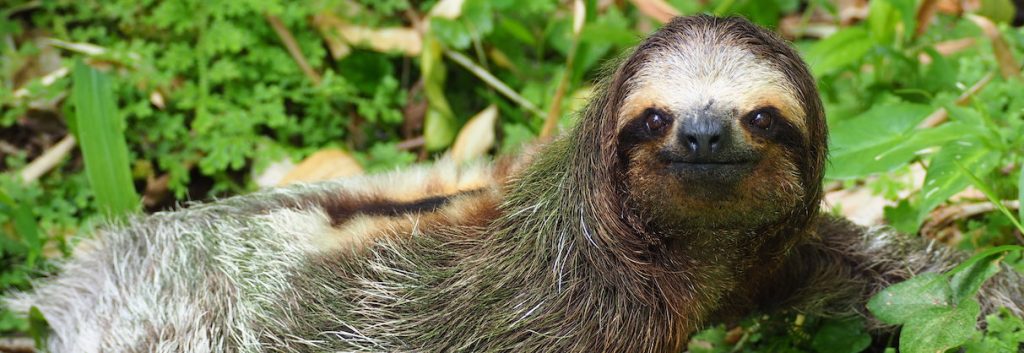 sloth Kristel Segeren fi