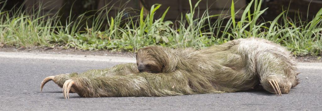 sloth crossing the road Scenic Shutterbug fi