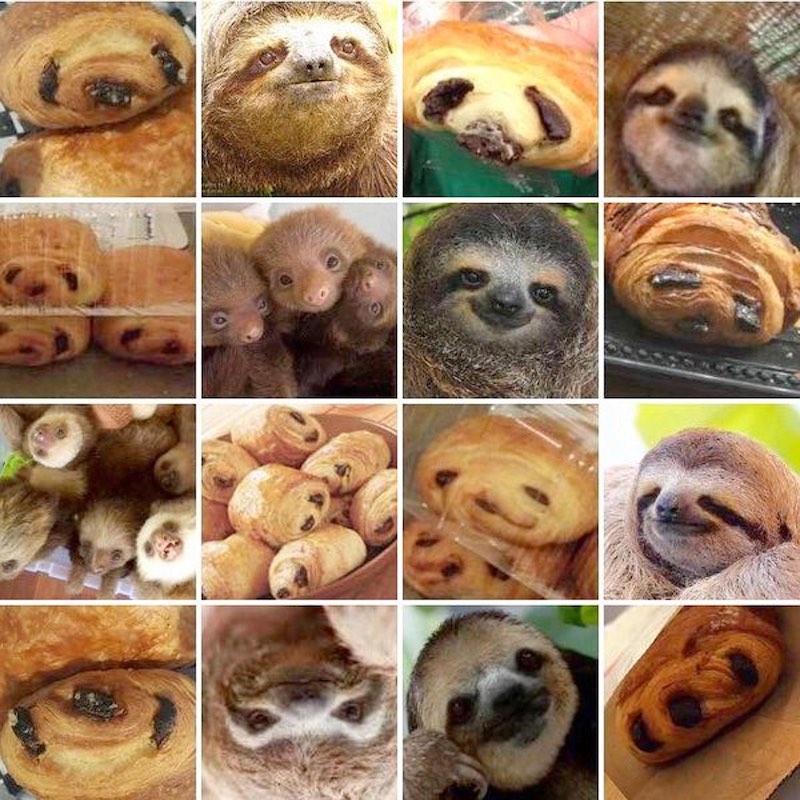 sloth-or-pain-au-chocolat