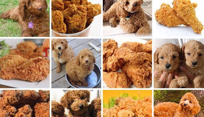 labradoodle-or-fried-chicken-header