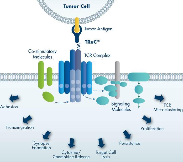 TCR2 Therapeutics