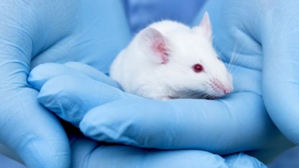 Could Stem Cells Replace Animal Testing in Drug Development? Could Stem Cells Replace Animal Testing in Drug Development?