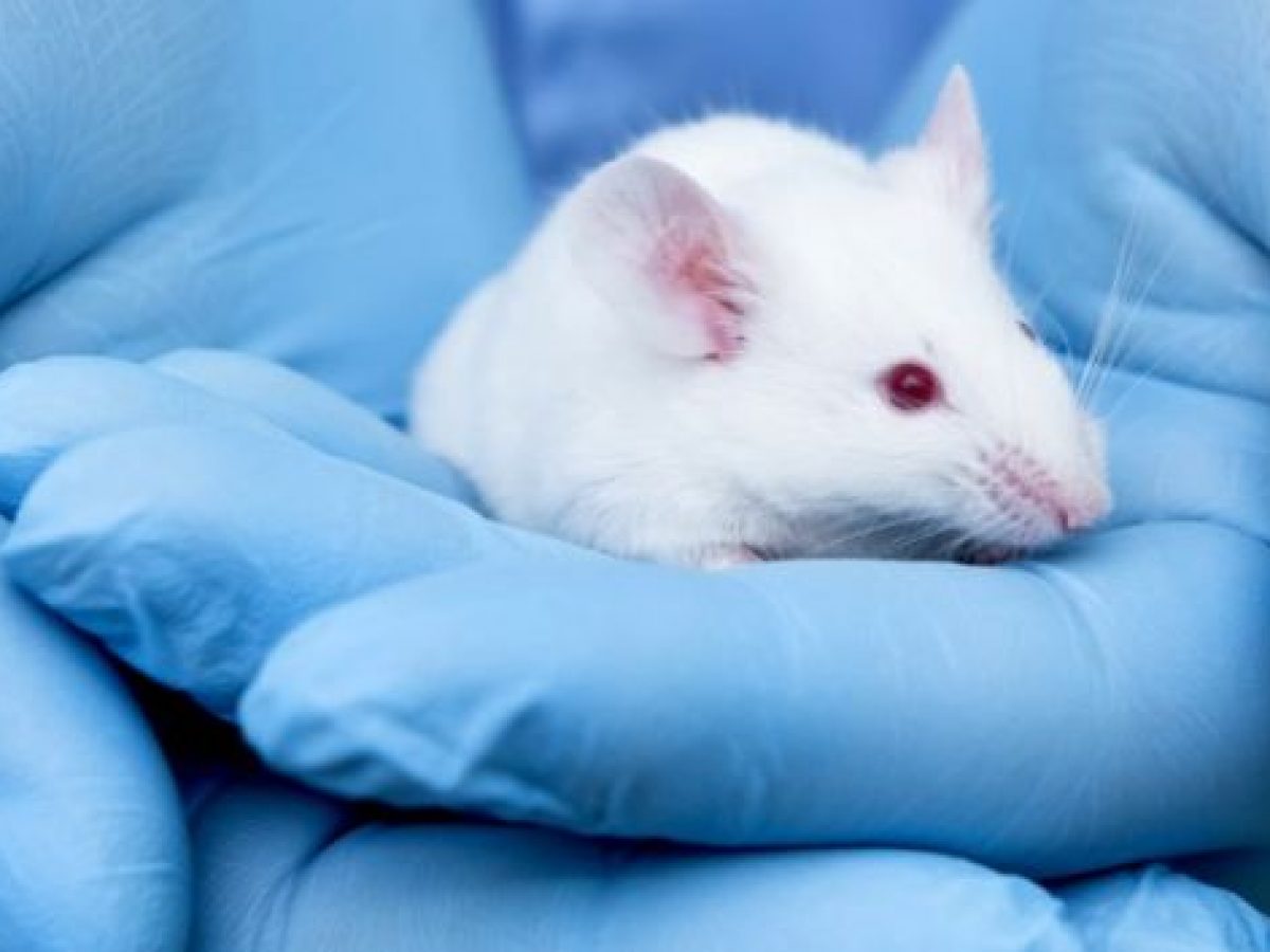 Could Stem Cells Replace Animal Testing in Drug Development? Could Stem Cells Replace Animal Testing in Drug Development?