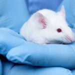 animal testing stem cells