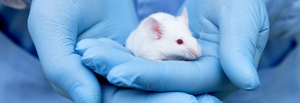 animal testing stem cells