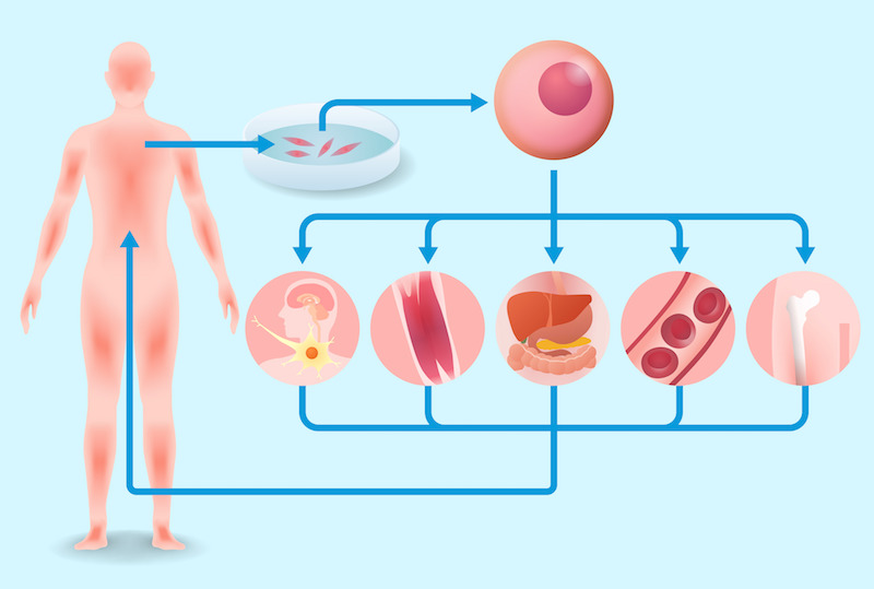 Stem Cells Induced Pluripotent <a class=