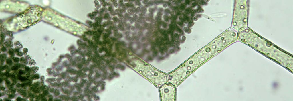 photanol cyanobacteria platform synbio bioplastics