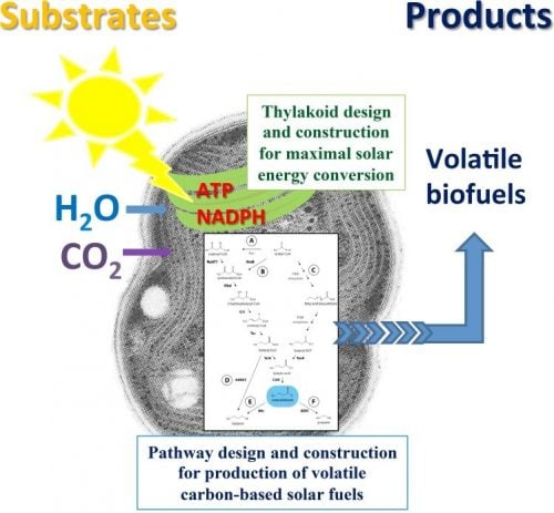 photanol-cyanobacteria-synbio-chassis-platform