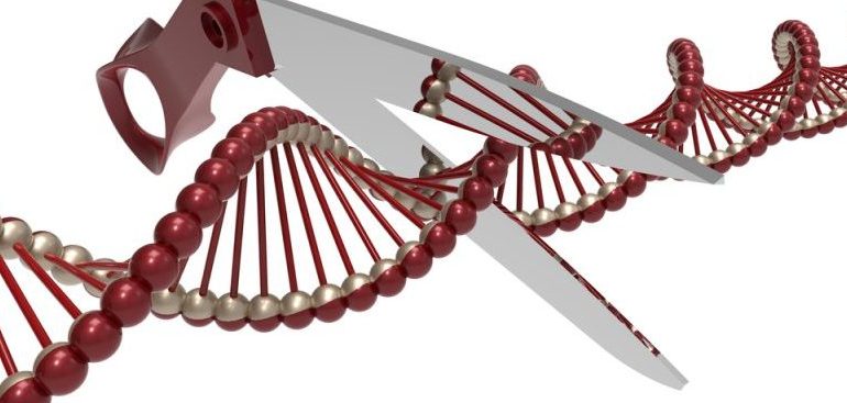 gene editing CRISPR