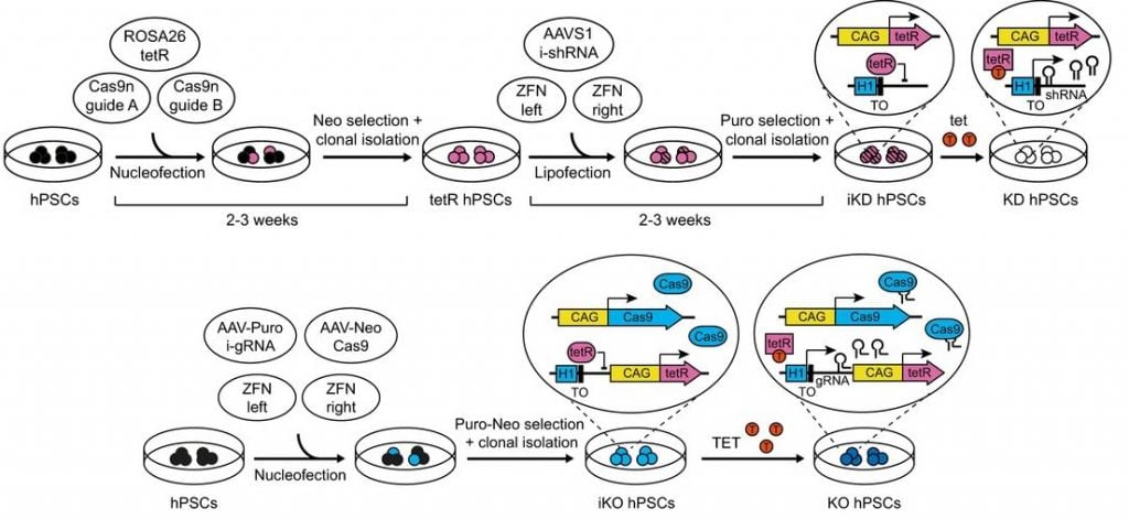 wellcome-trust-cambridge-crispr-knockout