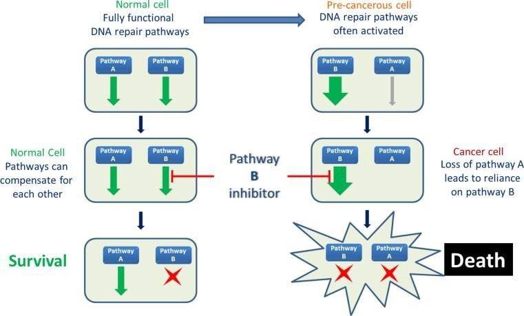 merck vertex dna repair