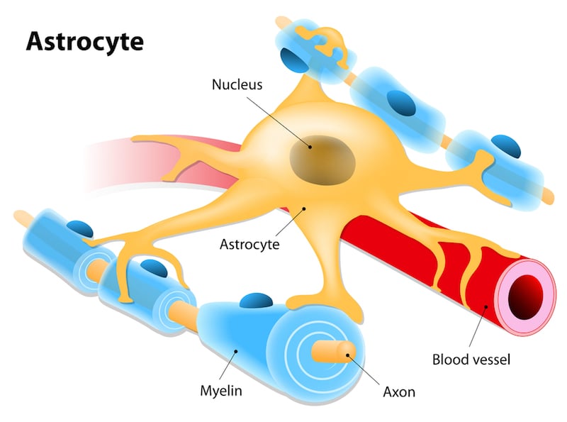 Astrocytes are an integral part of the blood-brain barrier as they support the endothelial cells that comprise it.