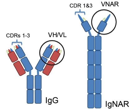 Ossianix shark vnar antibody